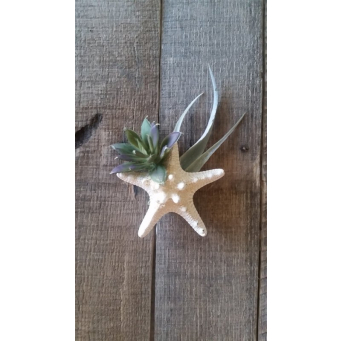 Boutonnières