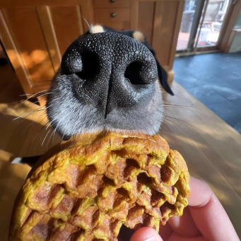 Pet Food & Treats