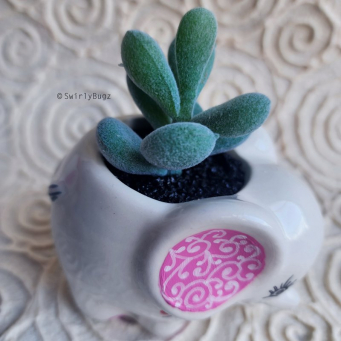 Home Accents