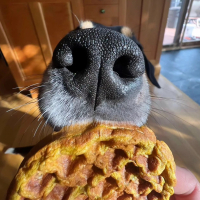 Puppers & Pastries